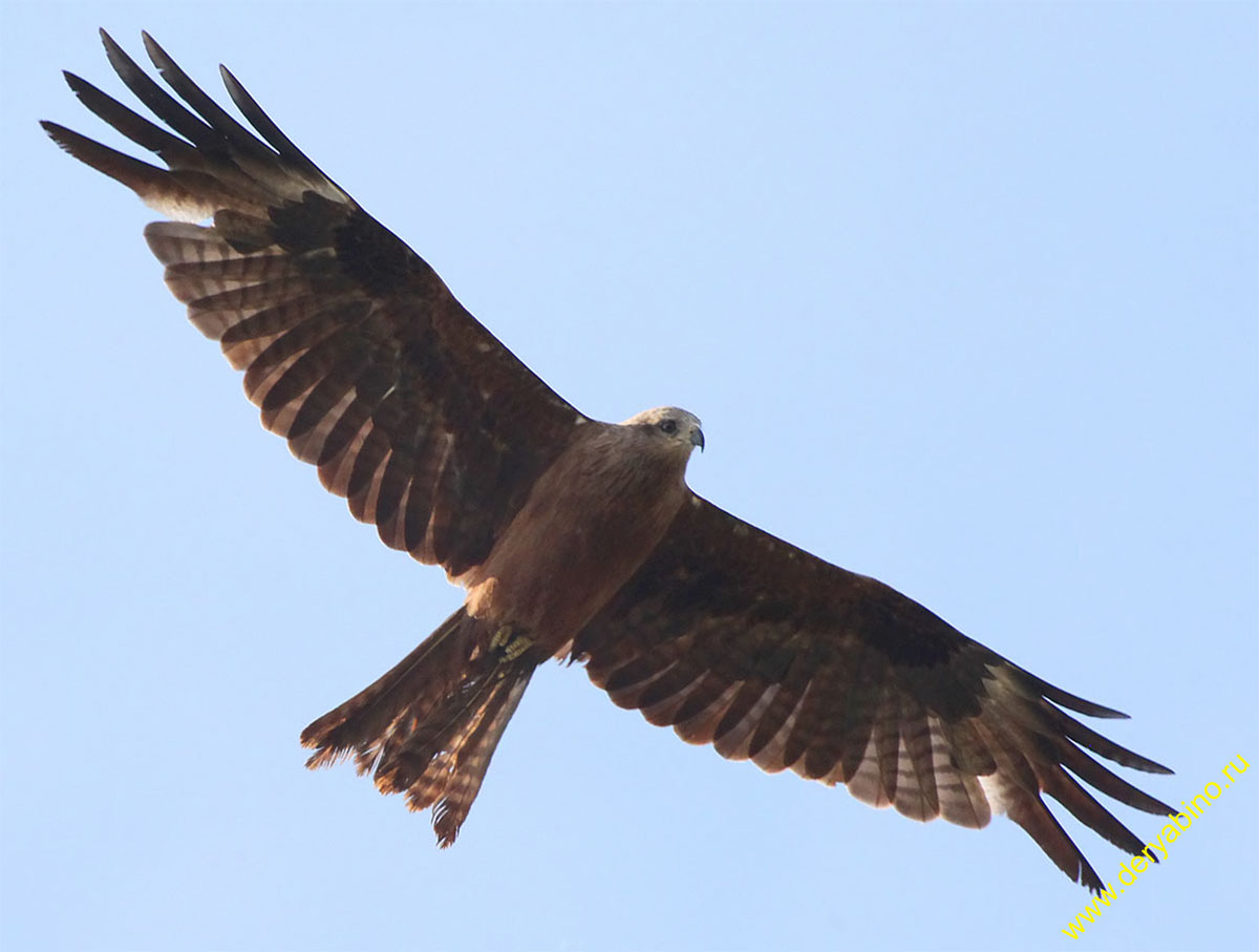   Milvus migrans Black Kite