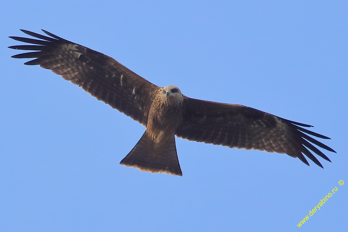   Milvus migrans Black Kite