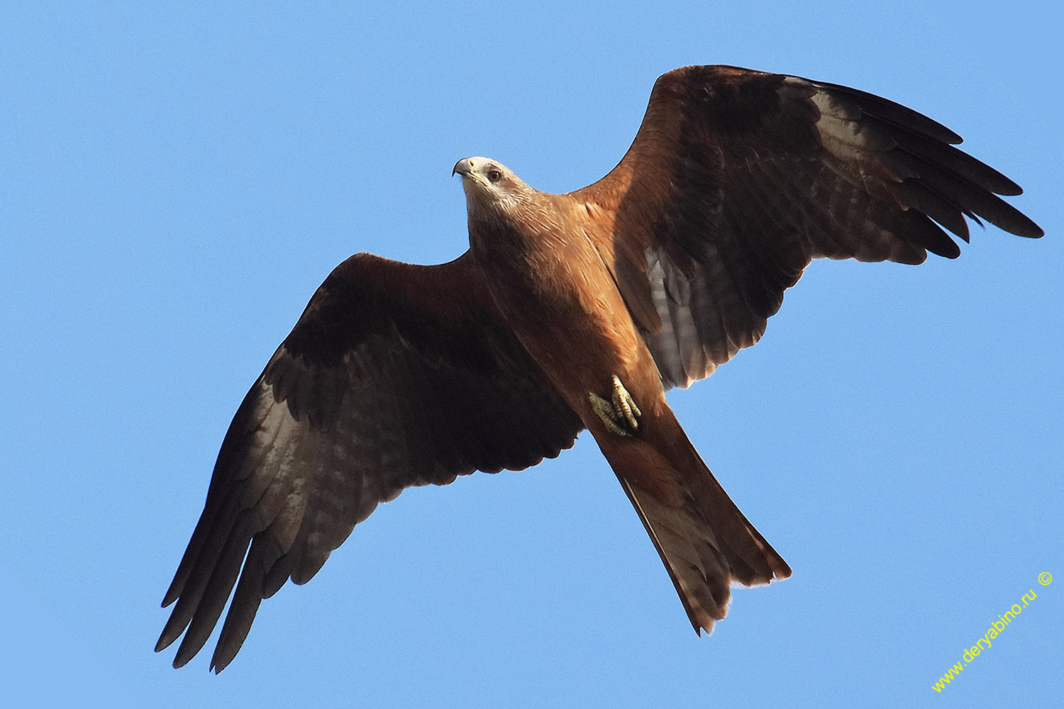   Milvus migrans Black Kite