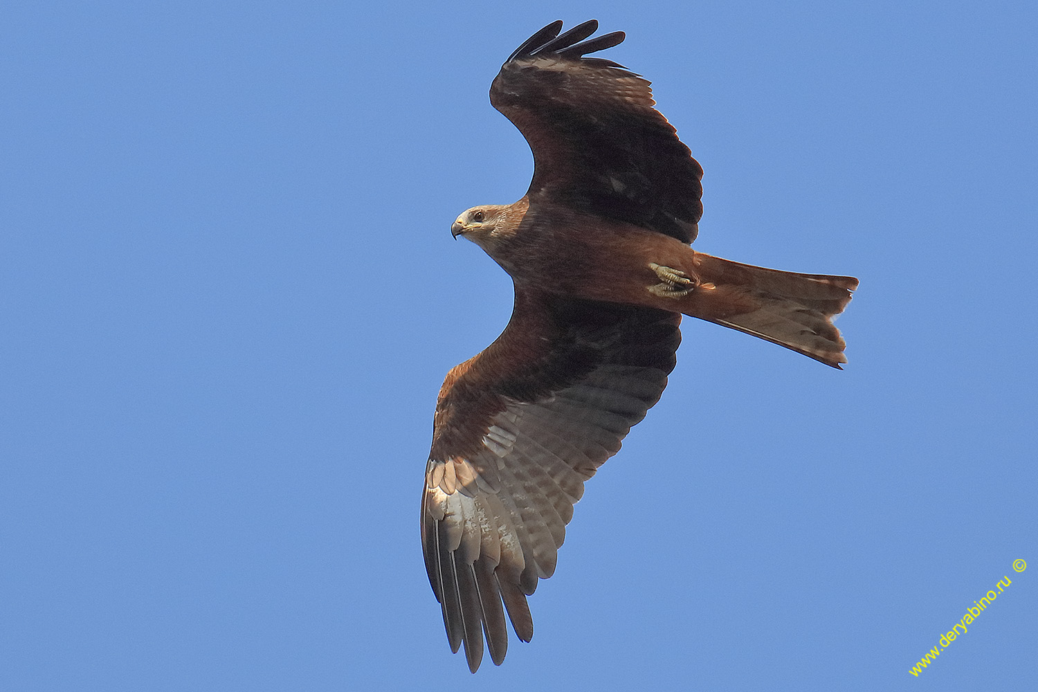   Milvus migrans Black Kite