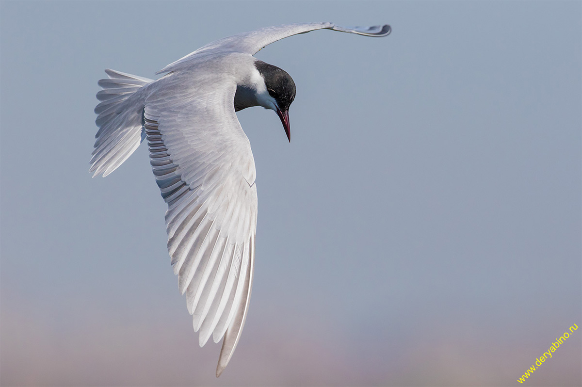    Chlidonias hybrida Whiskered tern