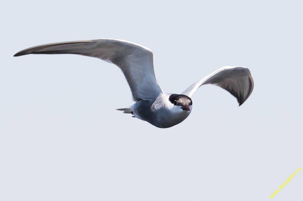    Chlidonias hybrida Whiskered tern