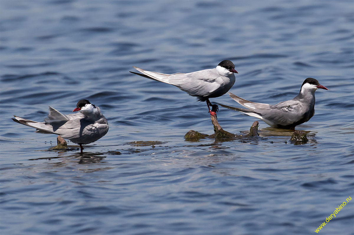    Chlidonias hybrida Whiskered tern