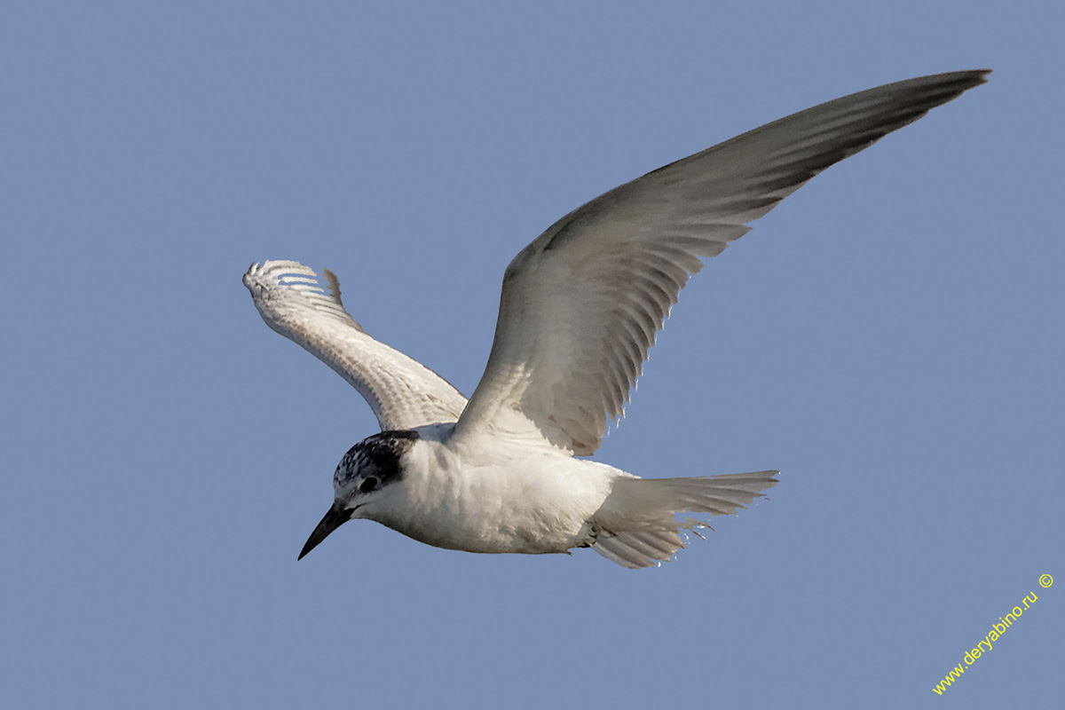    Chlidonias hybrida Whiskered tern