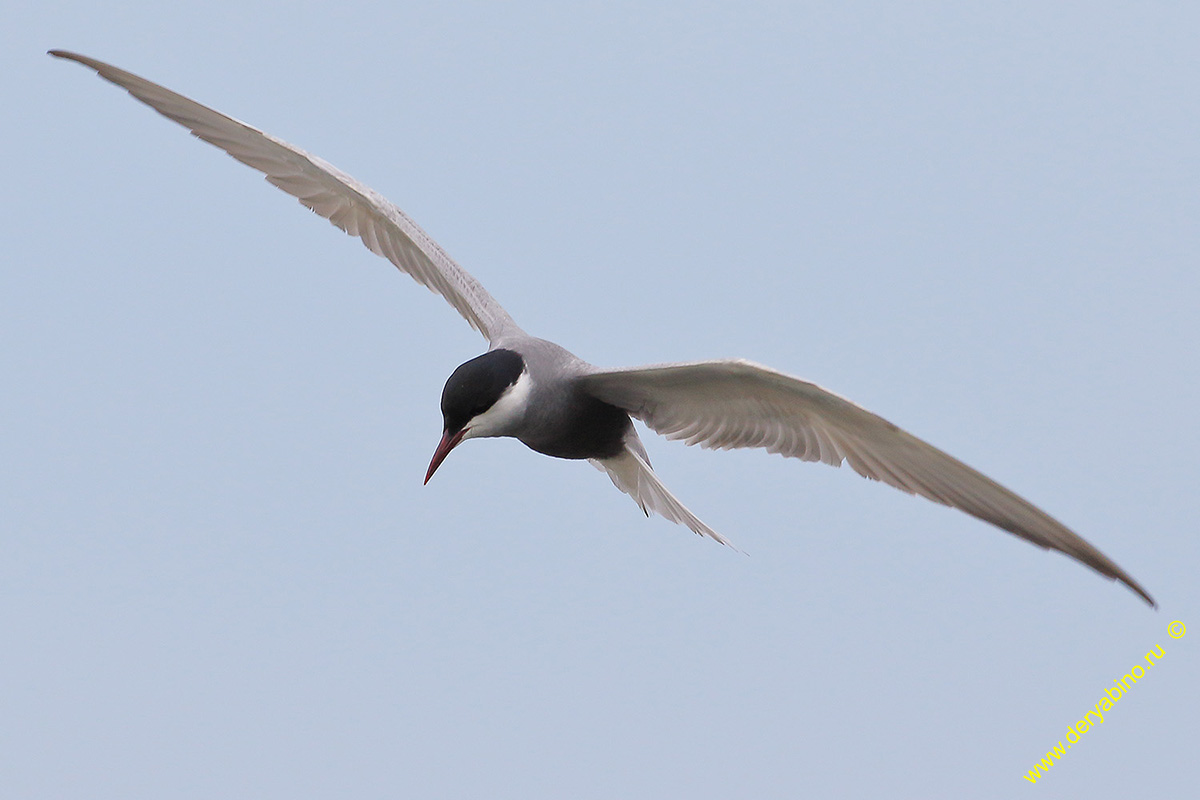    Chlidonias hybrida Whiskered tern