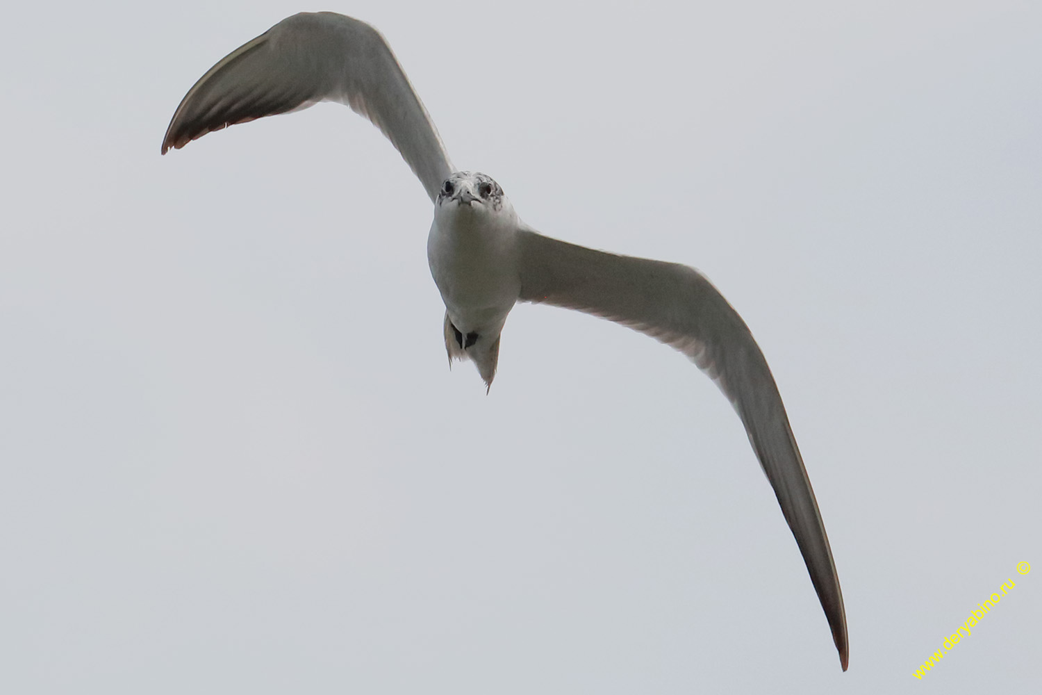   Gelochelidon nilotica Gull-billed tern