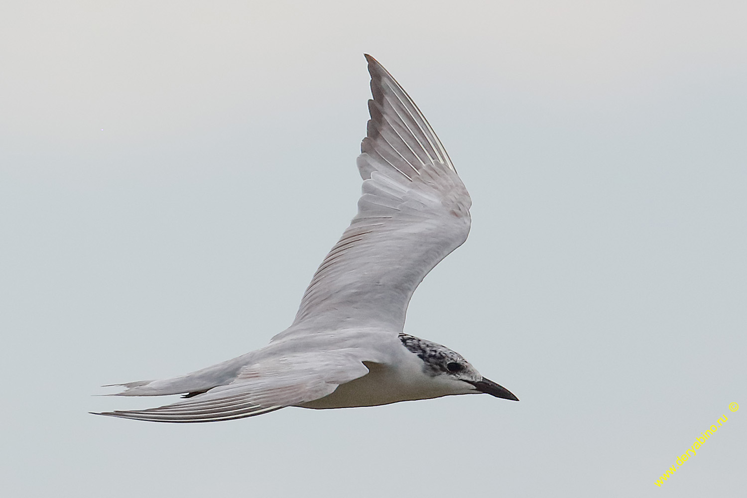   Gelochelidon nilotica Gull-billed tern