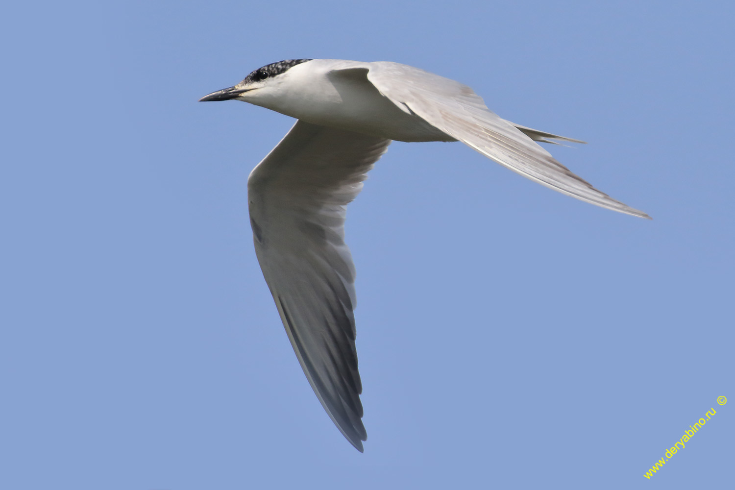   Gelochelidon nilotica Gull-billed tern