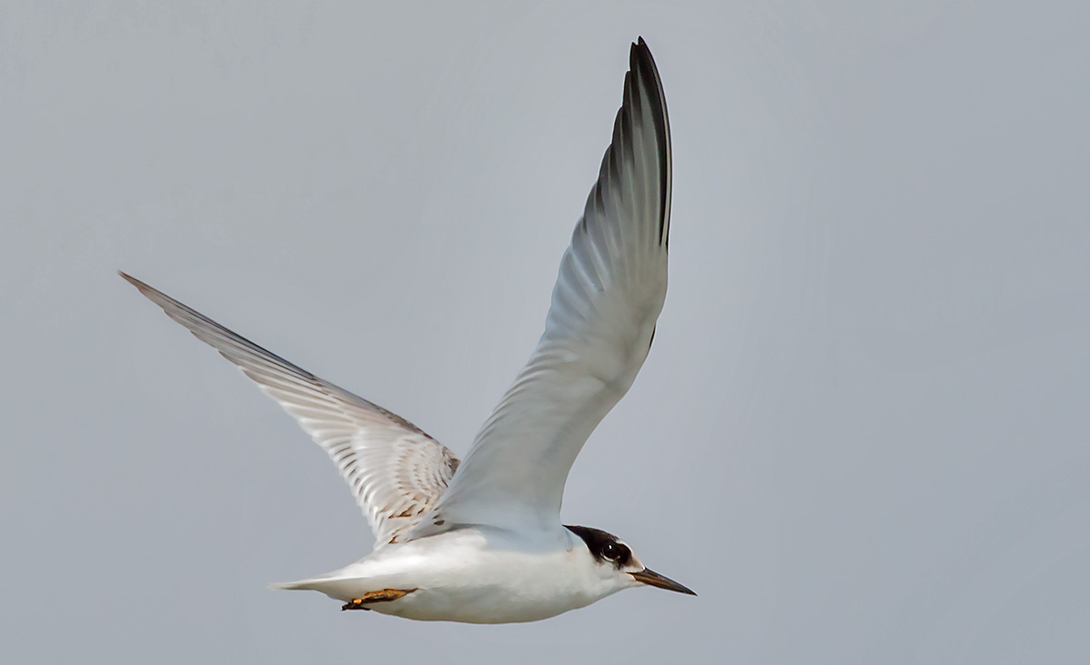   Sterna albifrons Little tern