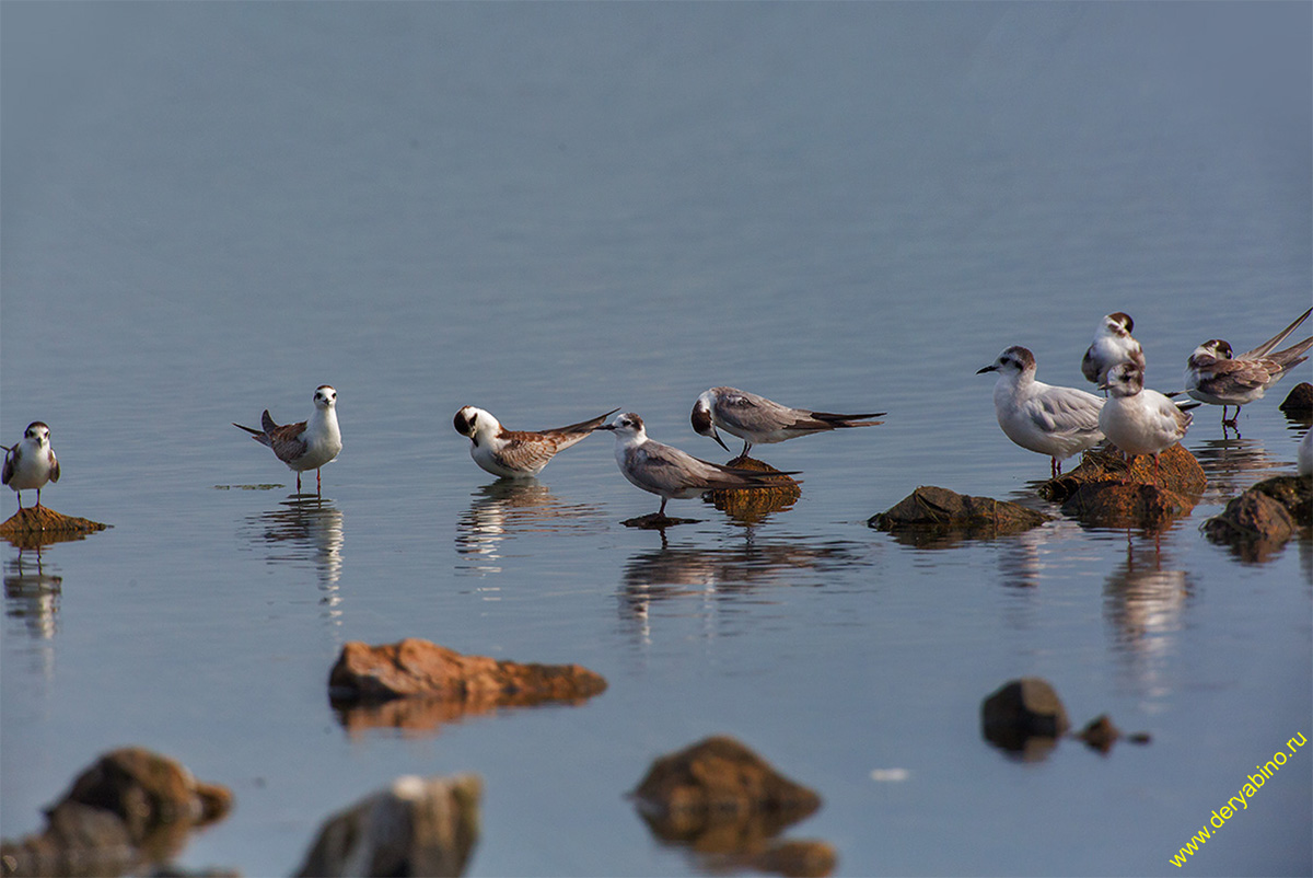   Sterna albifrons Little tern