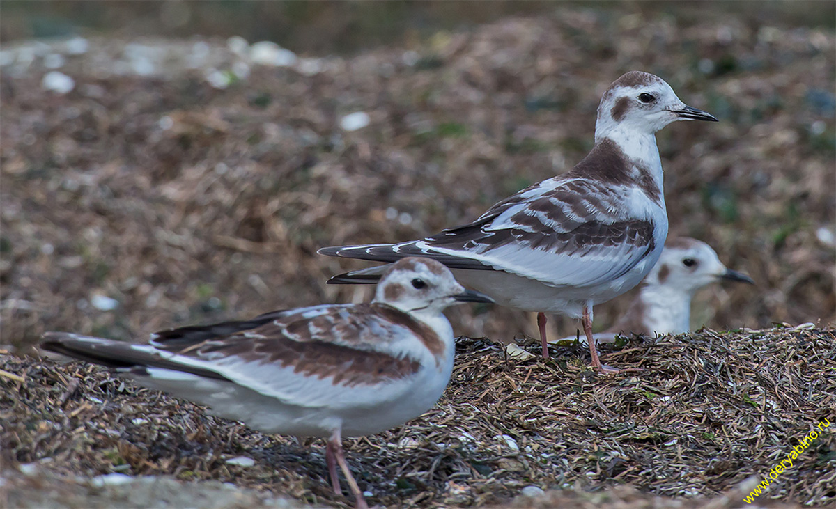   Sterna albifrons Little tern