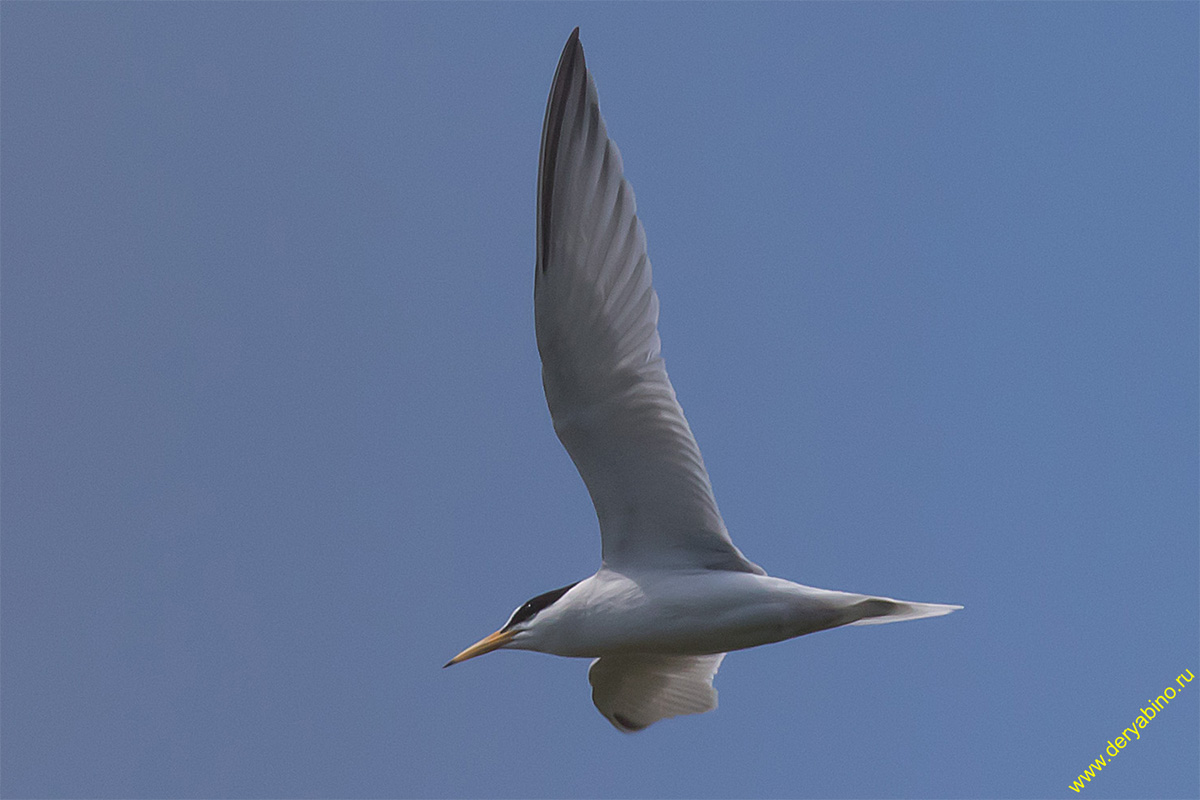   Sterna albifrons Little tern