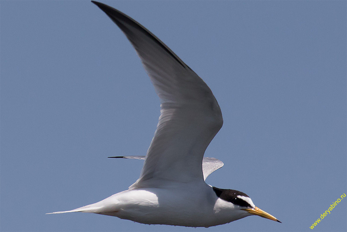   Sterna albifrons Little tern