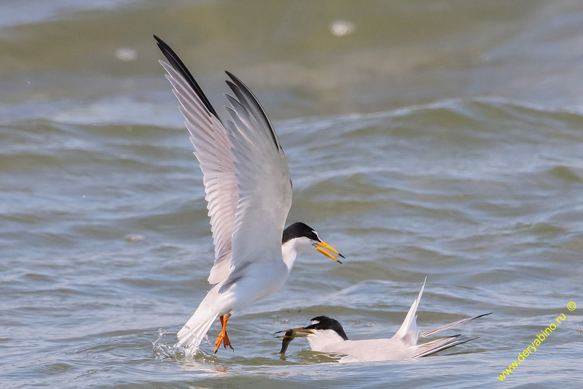   Sterna albifrons Little tern