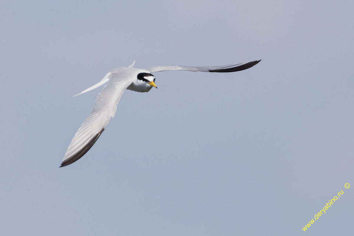   Sterna albifrons Little tern