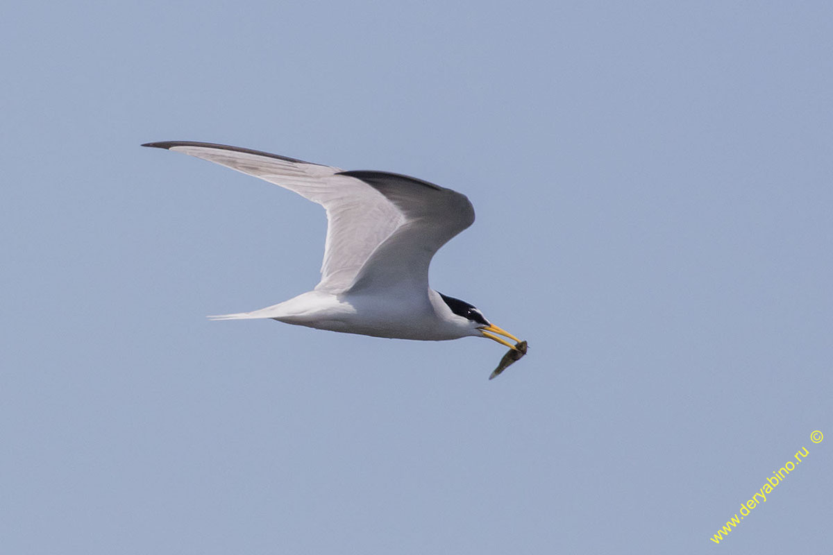   Sterna albifrons Little tern