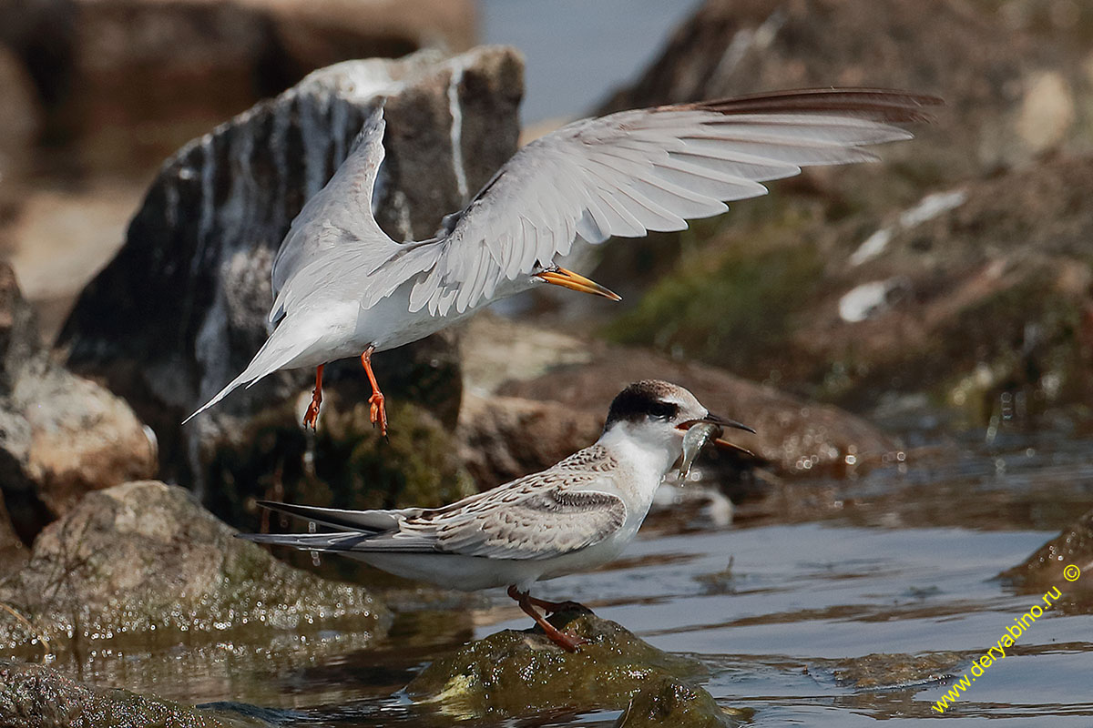   Sterna albifrons Little tern