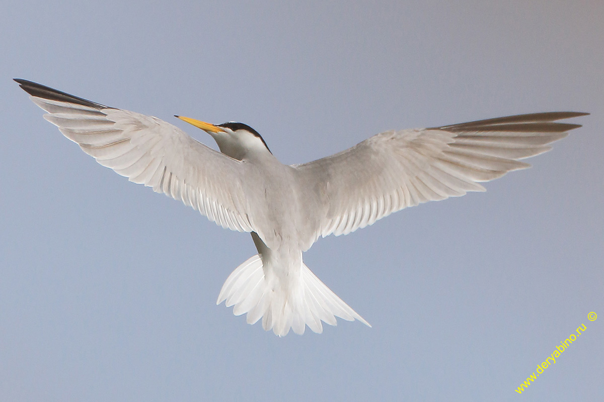   Sterna albifrons Little tern