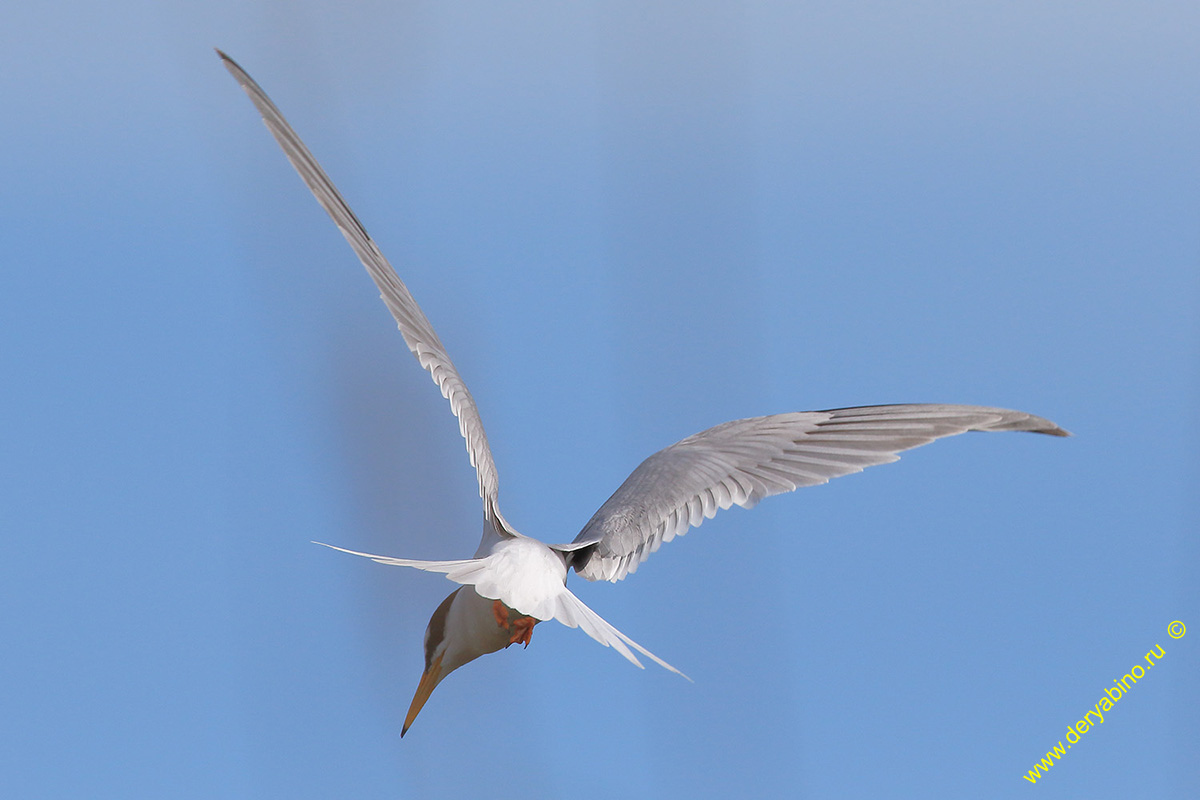   Sterna albifrons Little tern
