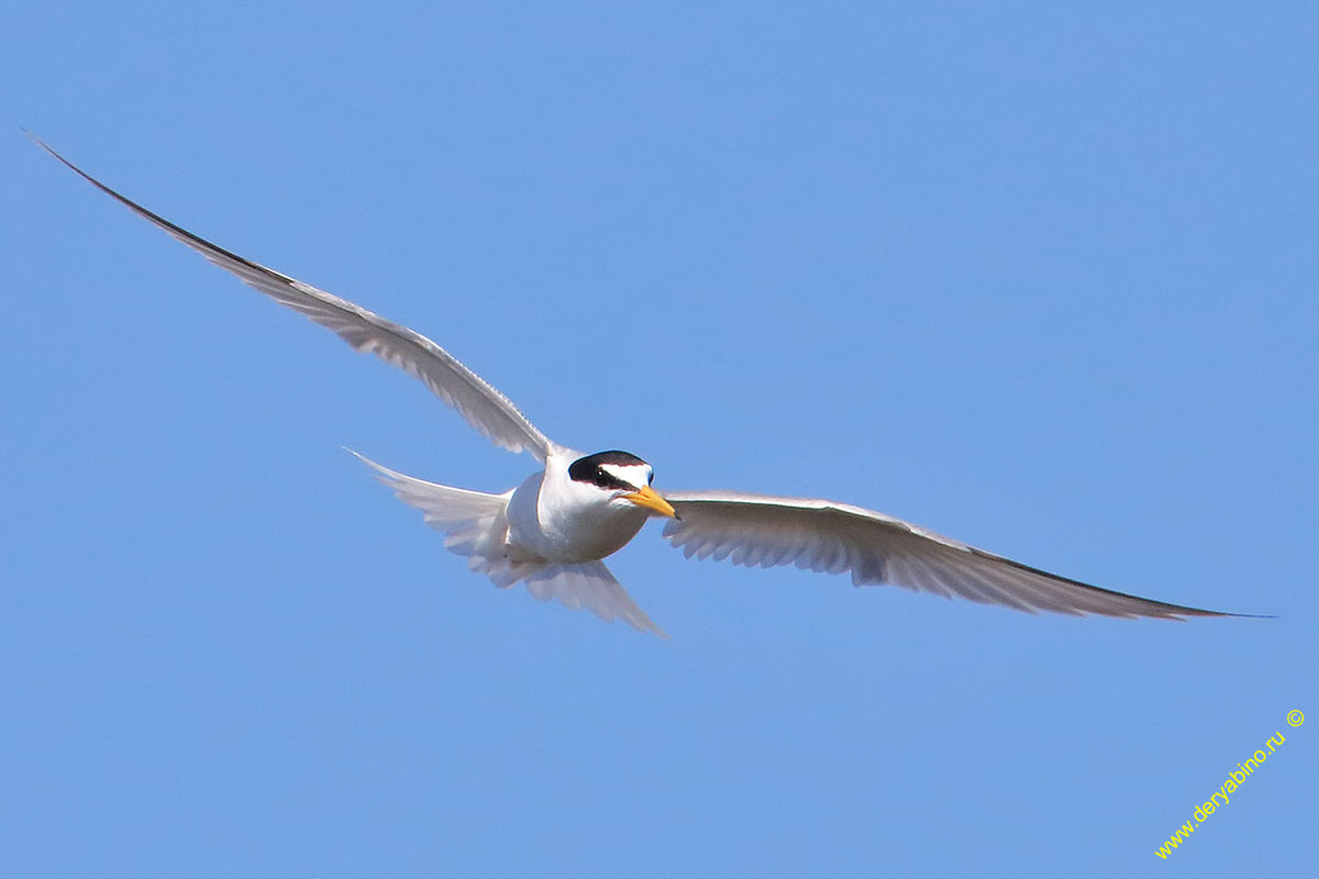   Sterna albifrons Little tern