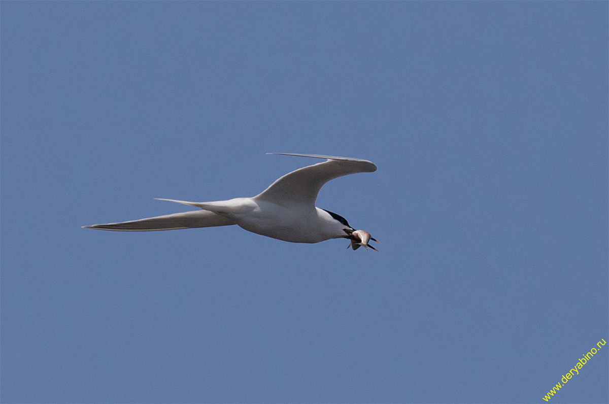   Thalasseus sandvicensis Sandwich tern