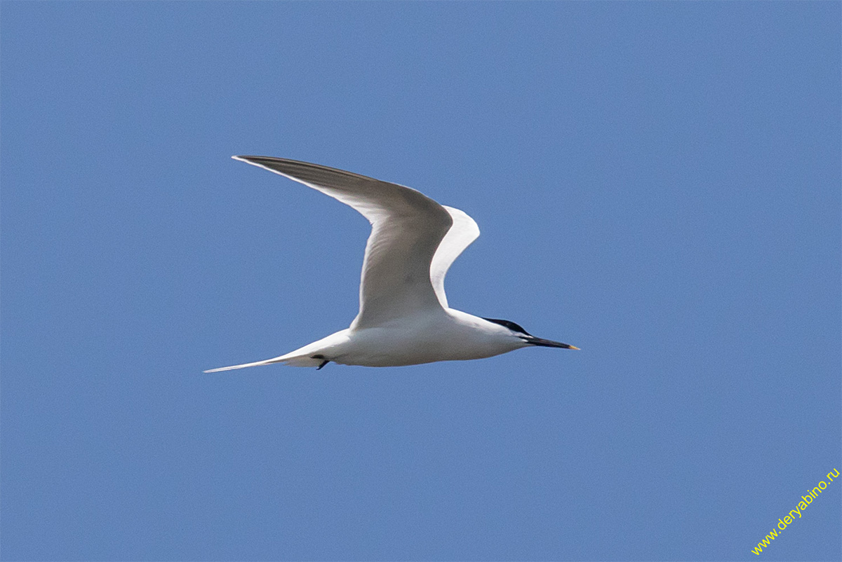   Thalasseus sandvicensis Sandwich tern