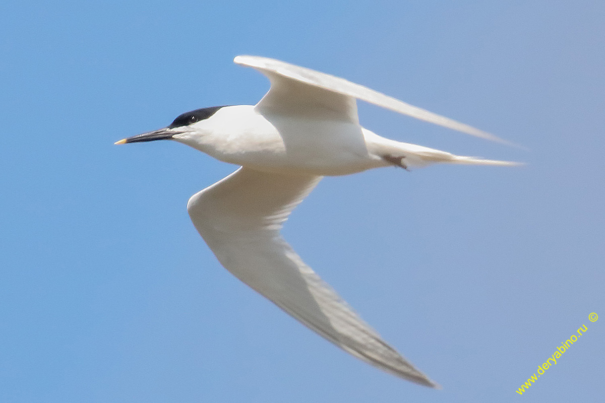   Thalasseus sandvicensis Sandwich tern