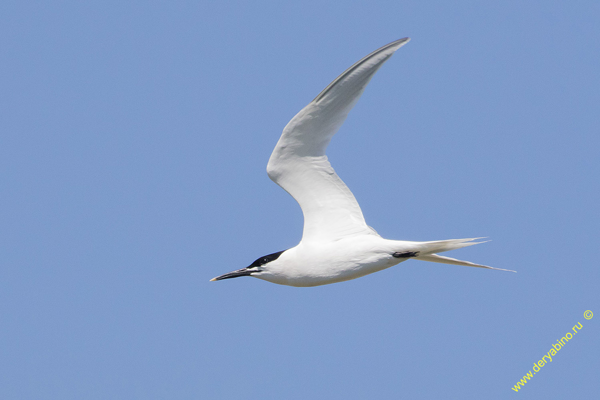   Thalasseus sandvicensis Sandwich tern