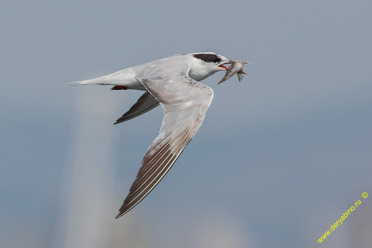   Thalasseus sandvicensis Sandwich tern