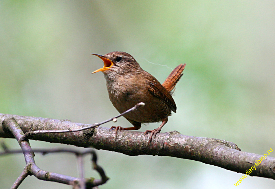  Troglodytes troglodytes Winter Wren