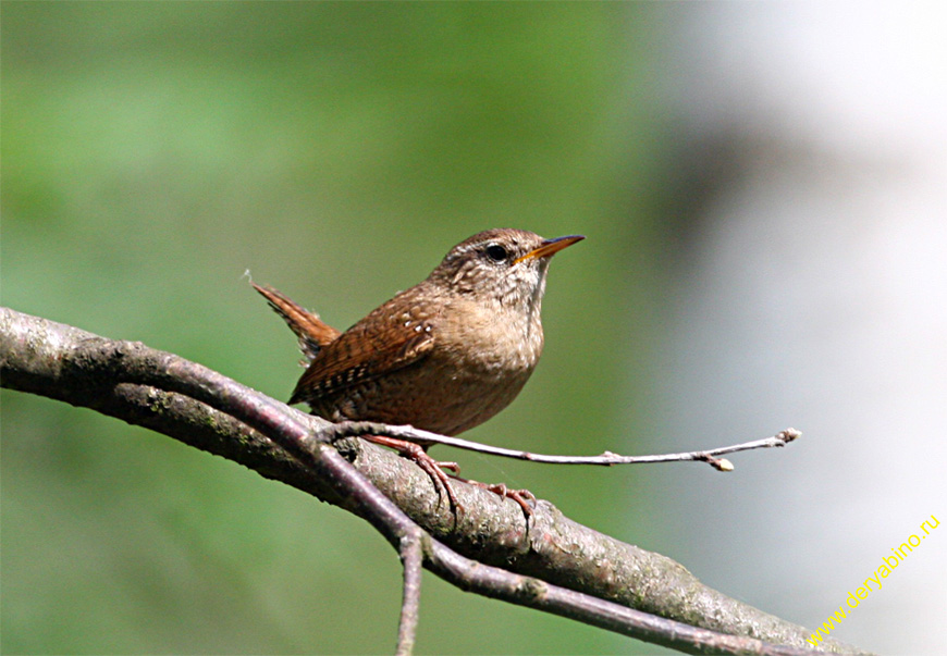  Troglodytes troglodytes Winter Wren