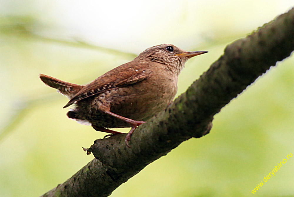  Troglodytes troglodytes Winter Wren