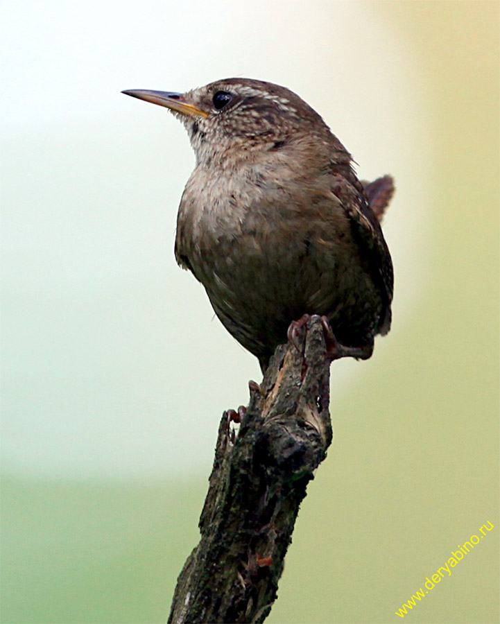  Troglodytes troglodytes Winter Wren