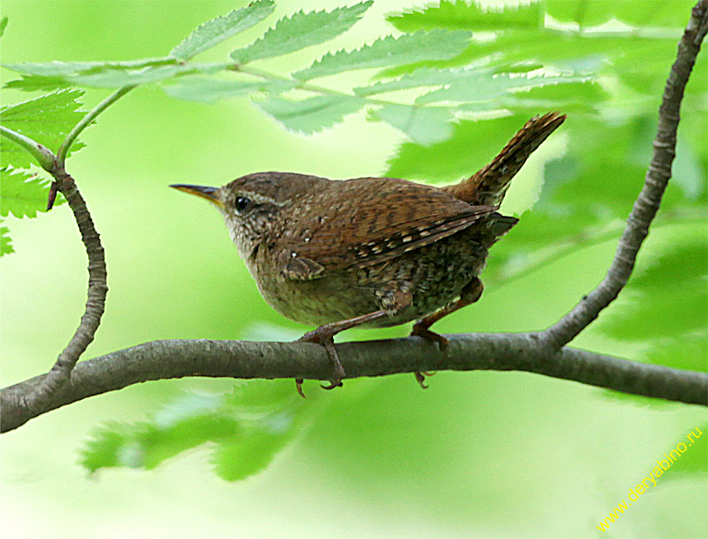  Troglodytes troglodytes Winter Wren