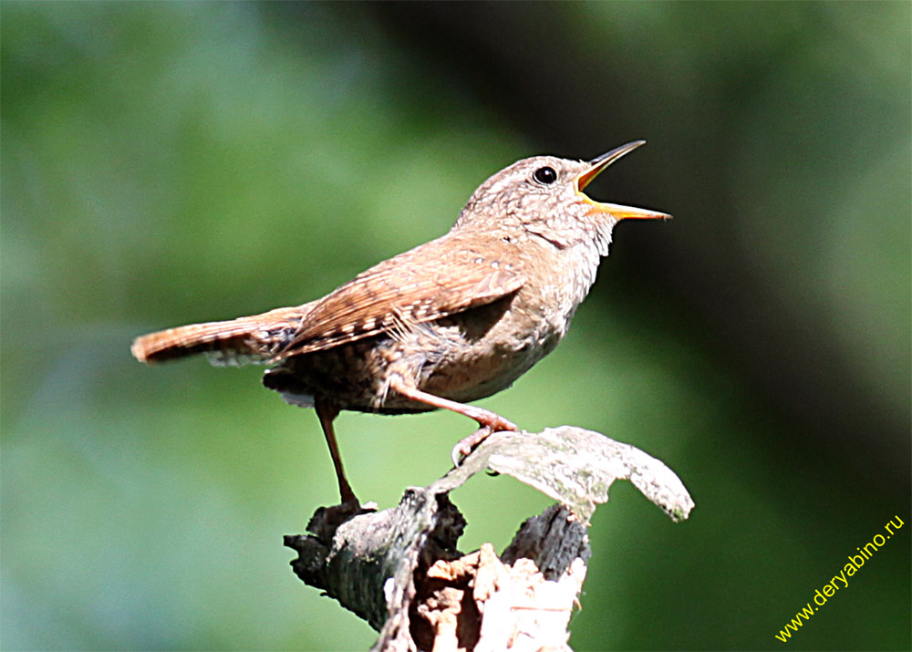  Troglodytes troglodytes Winter Wren