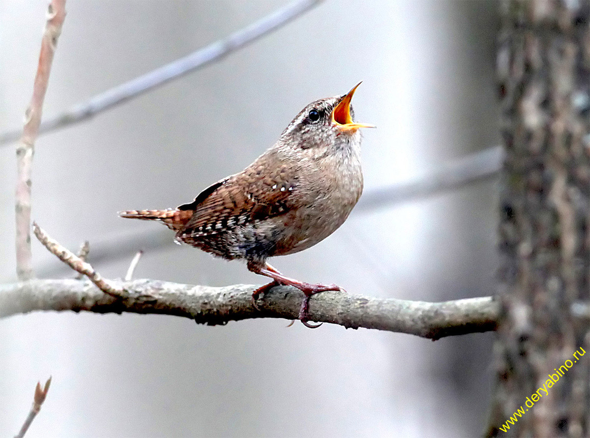  Troglodytes troglodytes Winter Wren