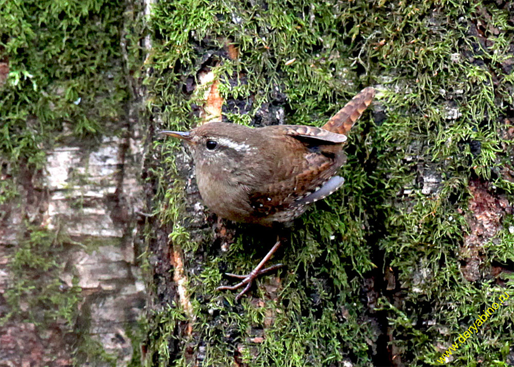  Troglodytes troglodytes Winter Wren