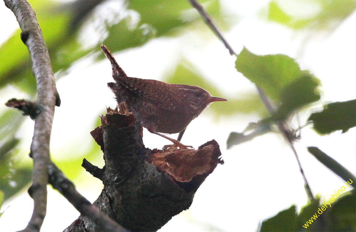  Troglodytes troglodytes Winter Wren