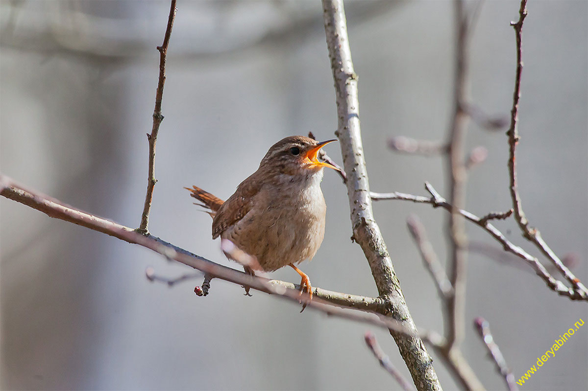  Troglodytes troglodytes Winter Wren