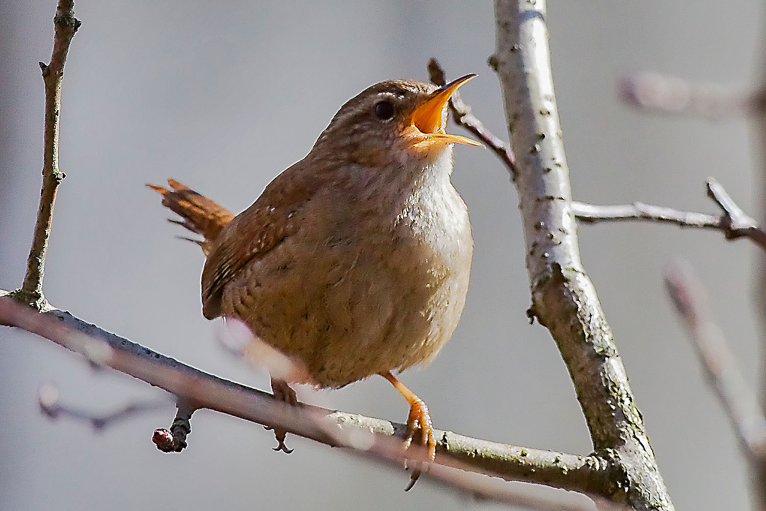  Troglodytes troglodytes Winter Wren