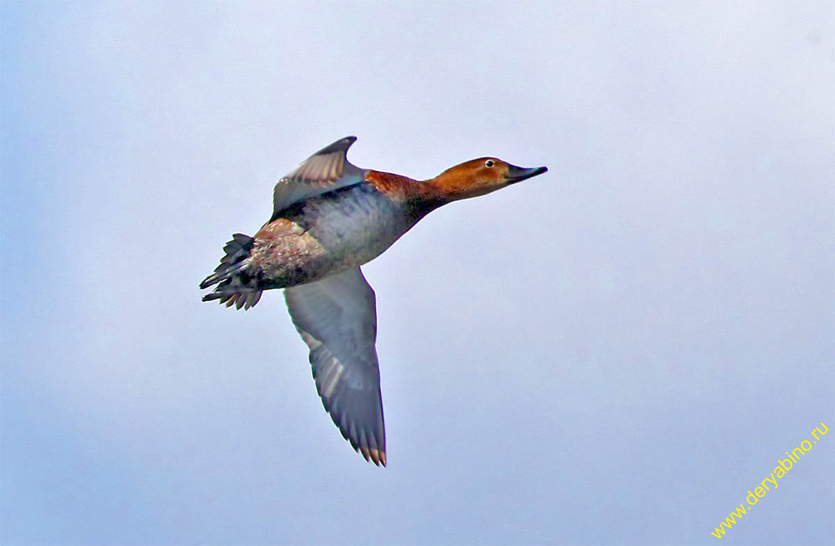   Aythya ferina Common Pochard