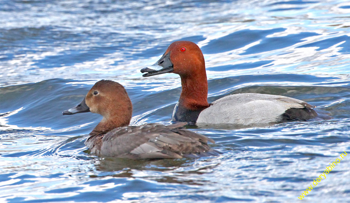   Aythya ferina Common Pochard