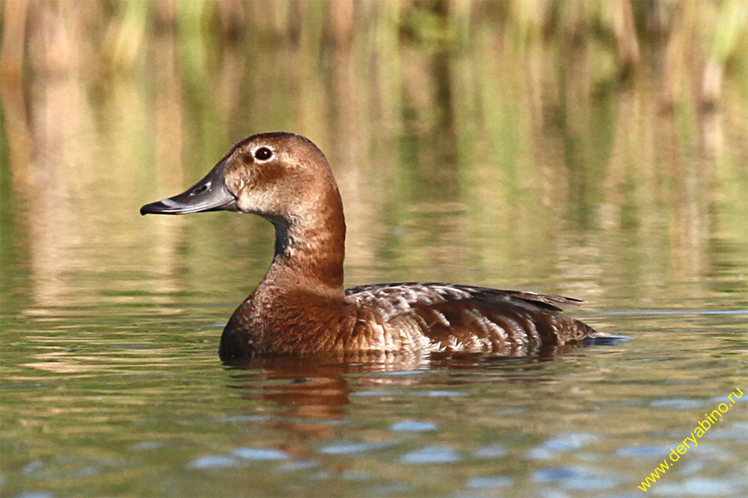   Aythya ferina Common Pochard