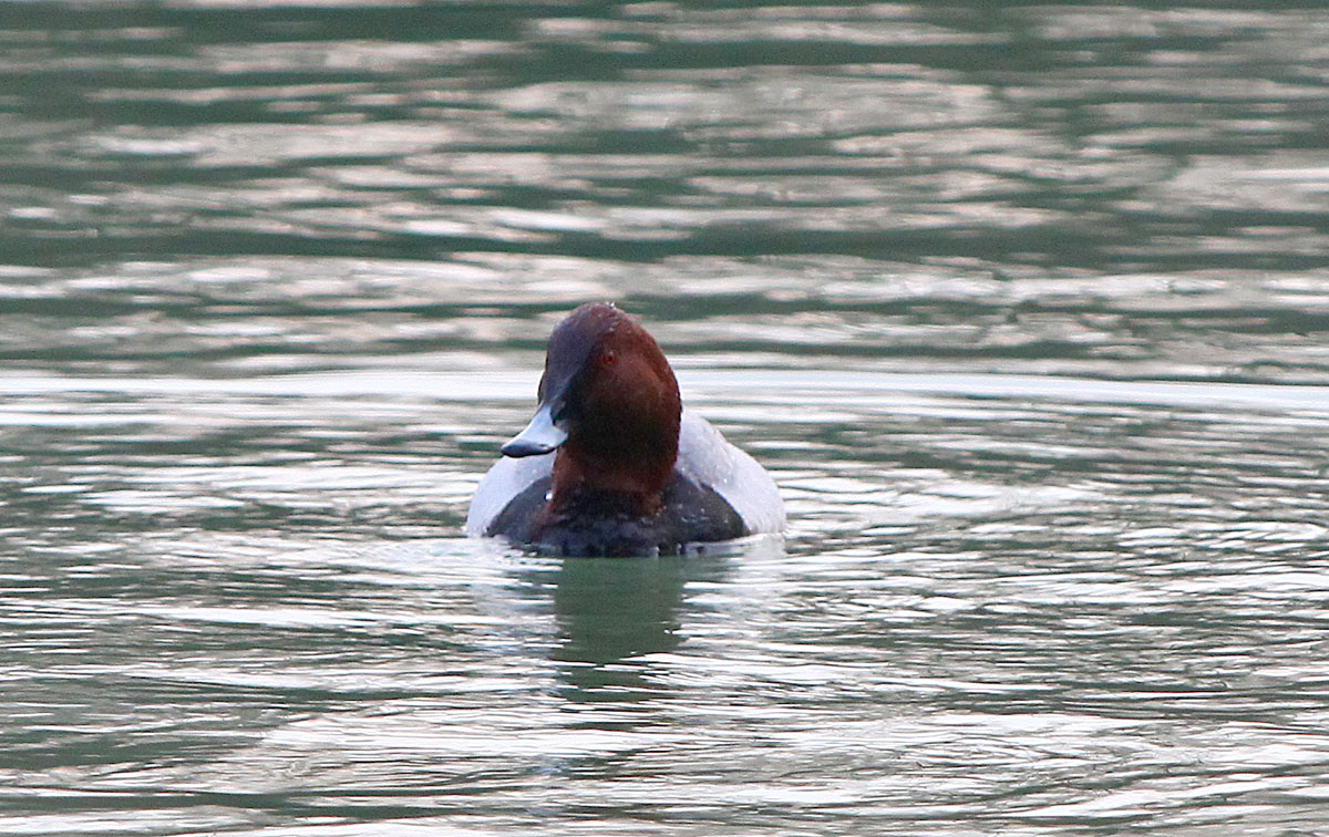   Aythya ferina Common Pochard