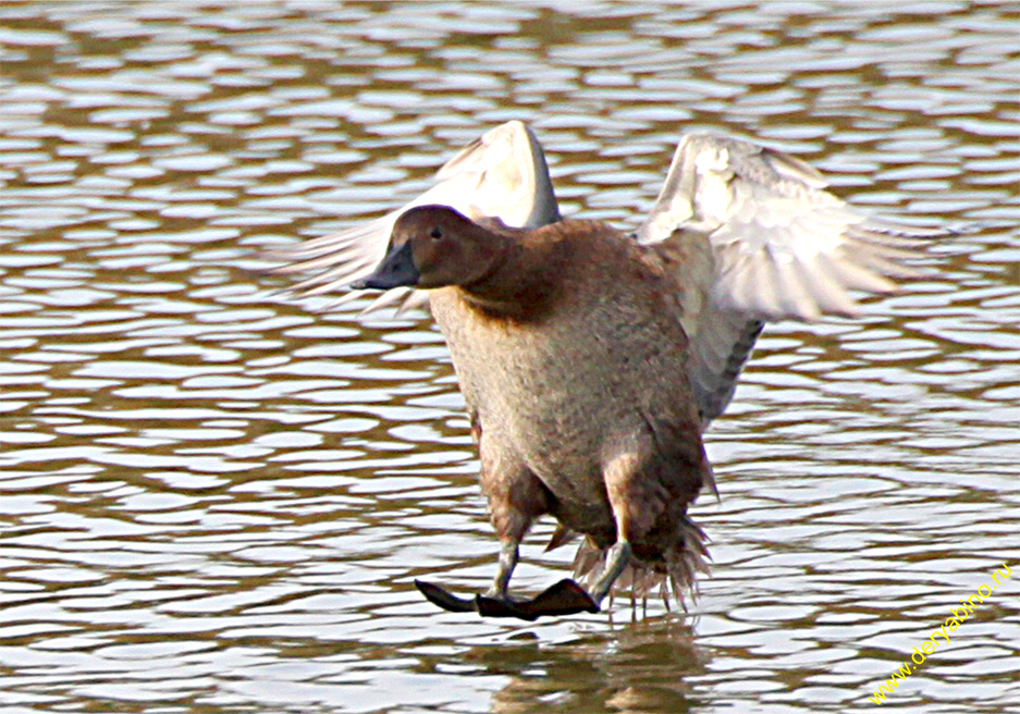   Aythya ferina Common Pochard