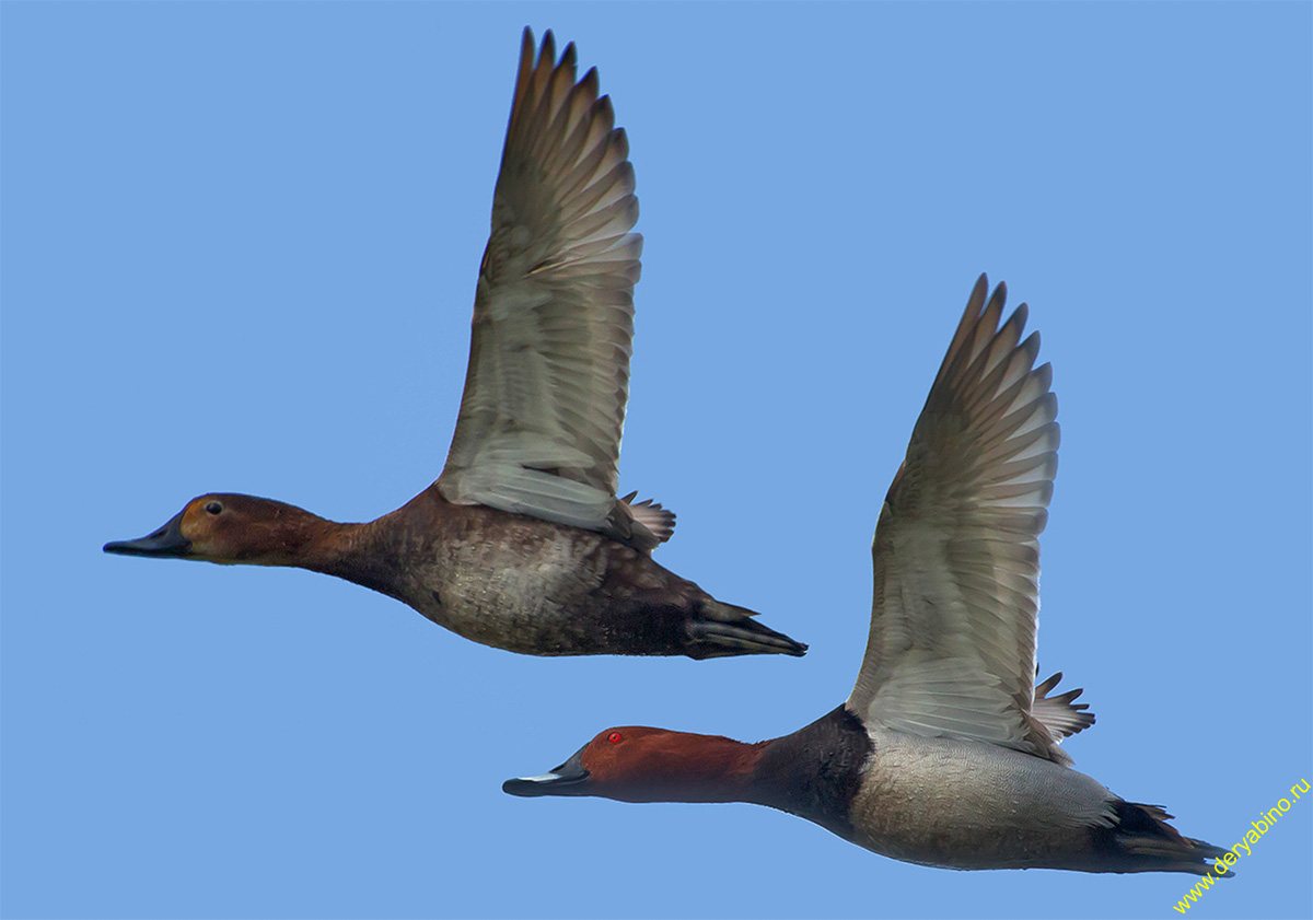   Aythya ferina Common Pochard