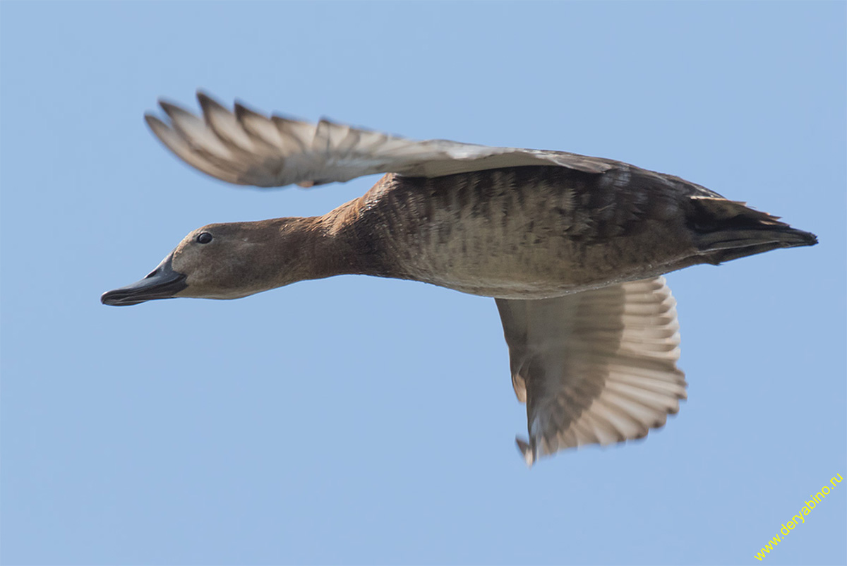   Aythya ferina Common Pochard