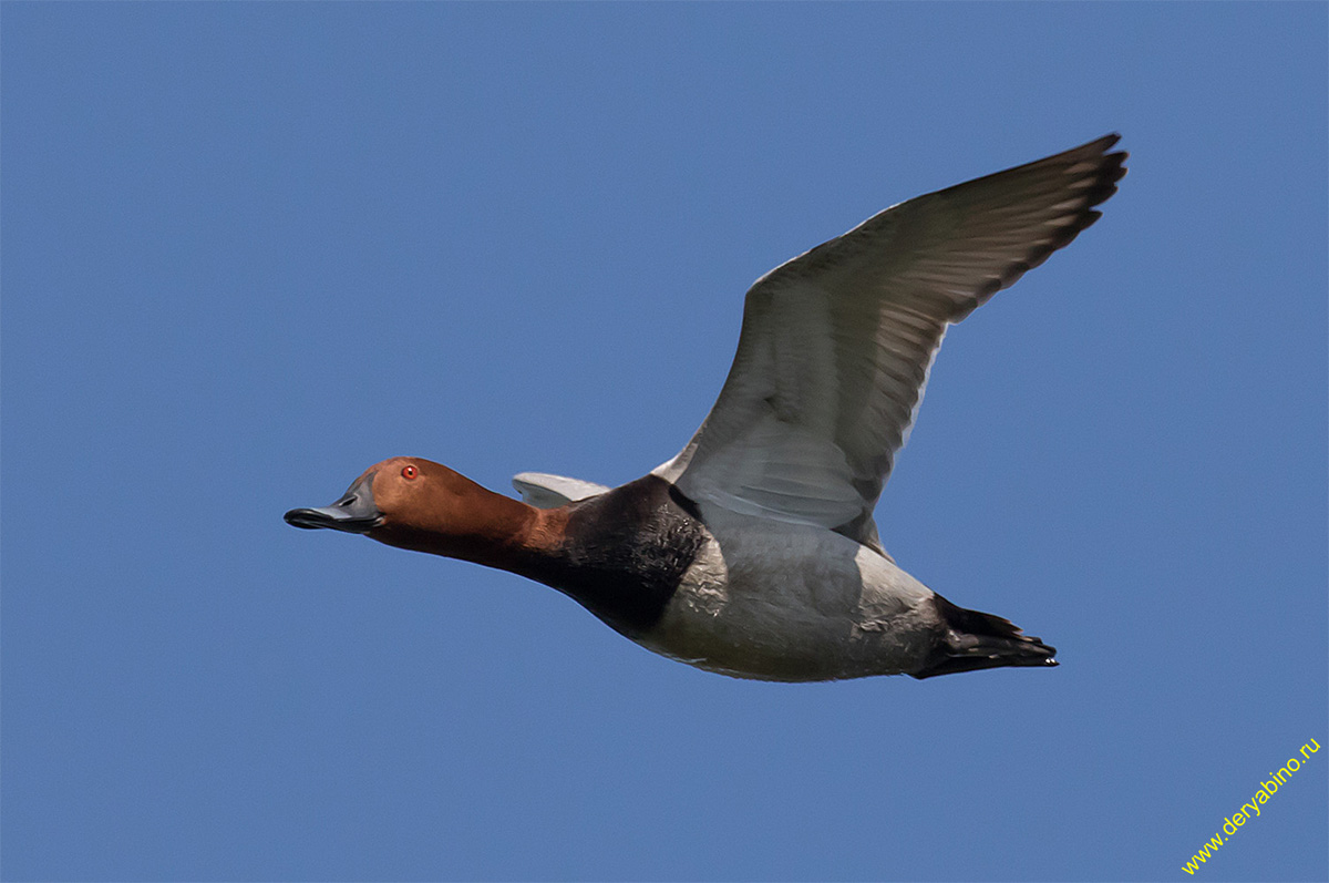   Aythya ferina Common Pochard