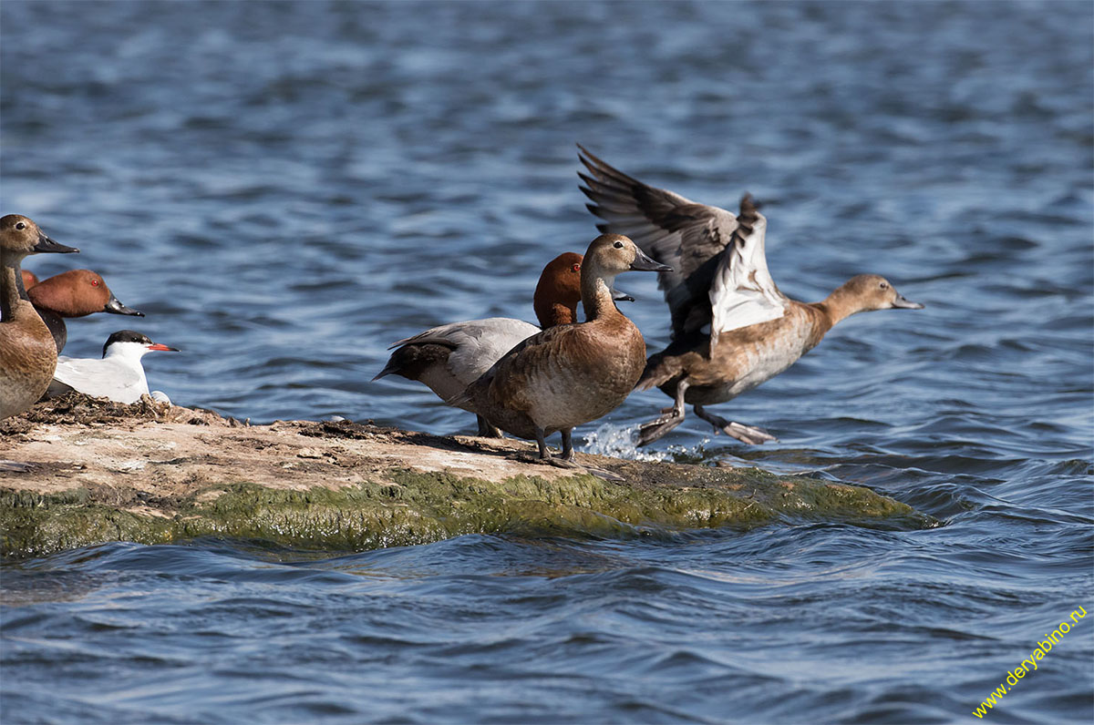   Aythya ferina Common Pochard