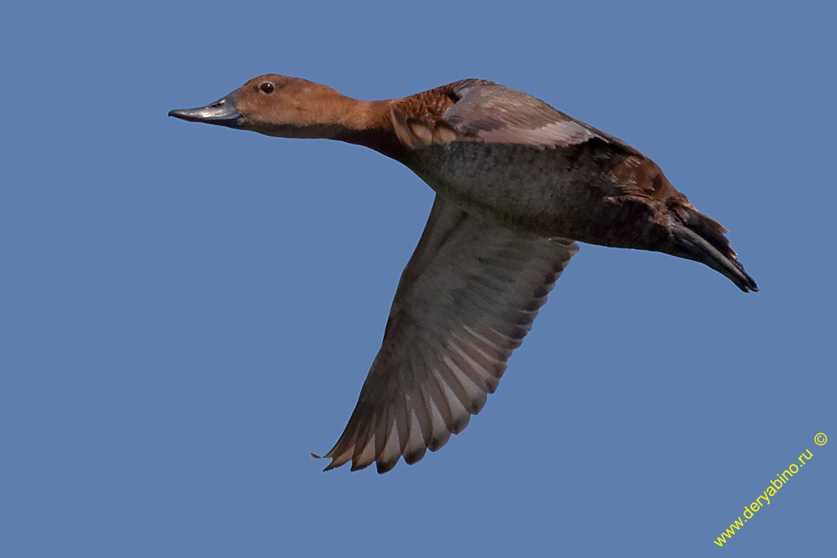   Aythya ferina Common Pochard